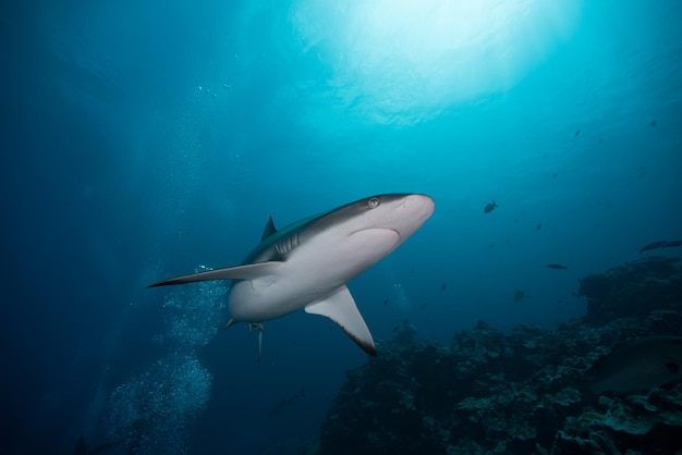 Nahaufnahme von Fischen, die im Meer schwimmen
