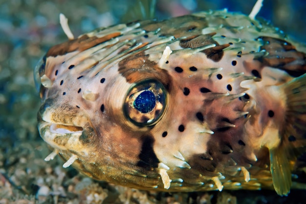 Nahaufnahme von Fischen, die im Meer schwimmen