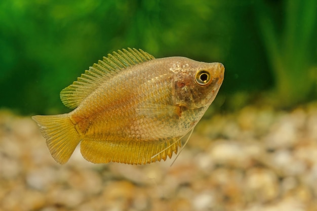 Foto nahaufnahme von fischen, die im meer schwimmen