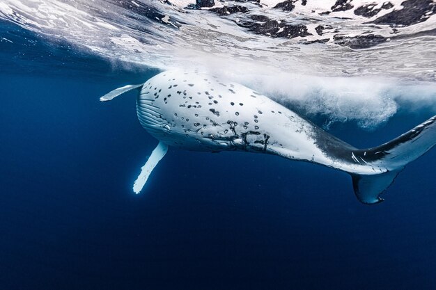 Nahaufnahme von Fischen, die im Meer schwimmen