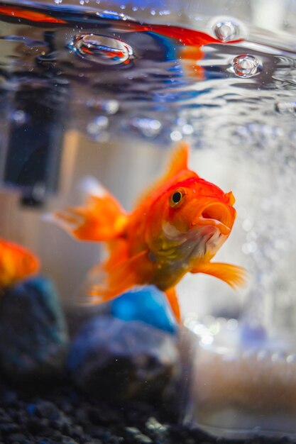 Foto nahaufnahme von fischen, die im meer schwimmen