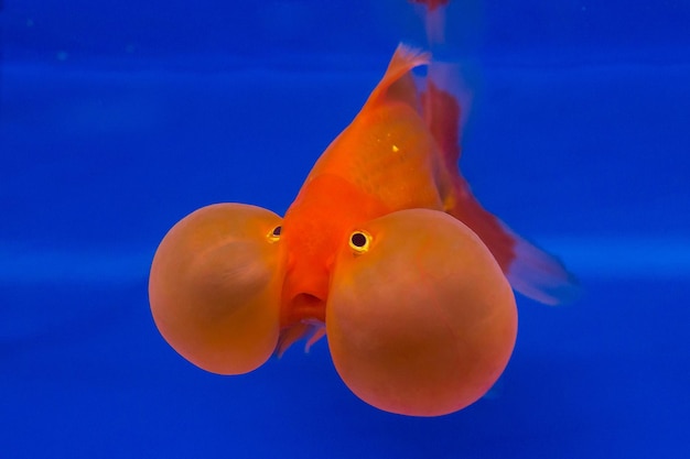 Foto nahaufnahme von fischen, die im meer schwimmen