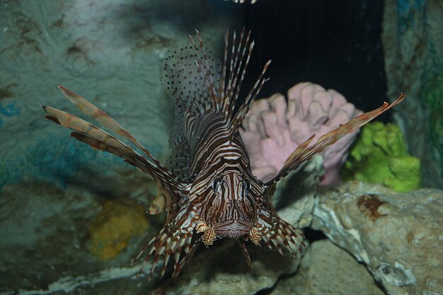 Foto nahaufnahme von fischen, die im meer schwimmen