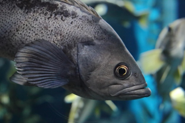 Foto nahaufnahme von fischen, die im meer schwimmen