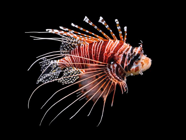 Foto nahaufnahme von fischen, die im meer schwimmen