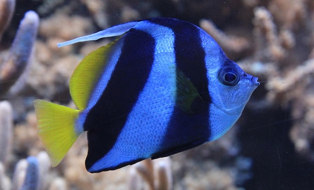 Foto nahaufnahme von fischen, die im meer schwimmen