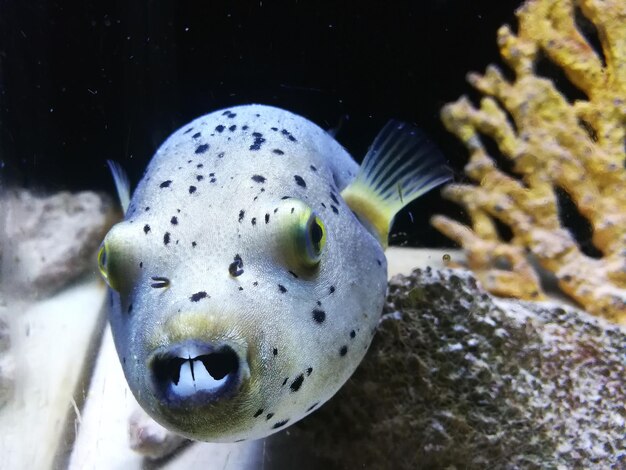 Foto nahaufnahme von fischen, die im meer schwimmen