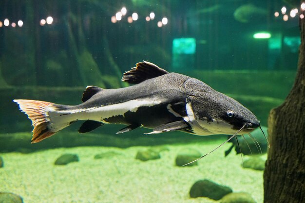 Foto nahaufnahme von fischen, die im meer schwimmen