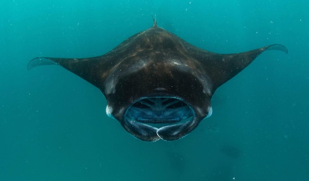 Nahaufnahme von Fischen, die im Meer schwimmen.