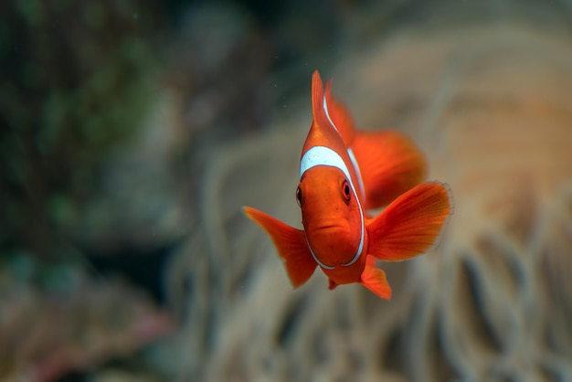 Foto nahaufnahme von fischen, die im meer schwimmen