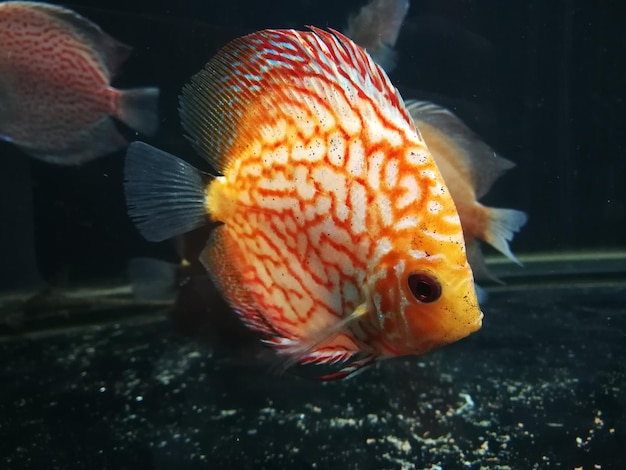 Nahaufnahme von Fischen, die im Meer schwimmen.