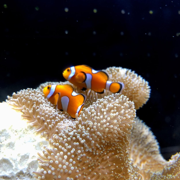 Nahaufnahme von Fischen, die im Meer schwimmen