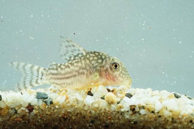 Foto nahaufnahme von fischen, die im wasser schwimmen