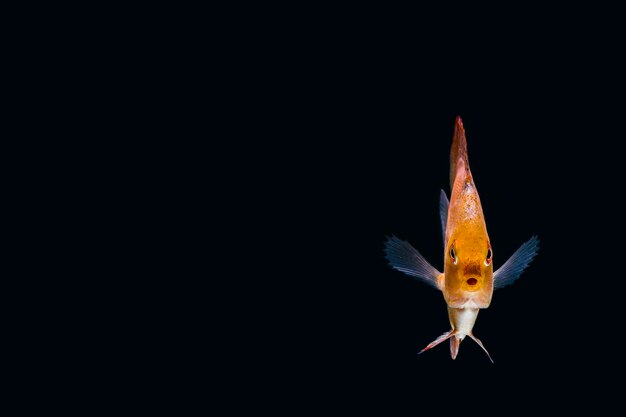 Foto nahaufnahme von fischen, die im wasser schwimmen