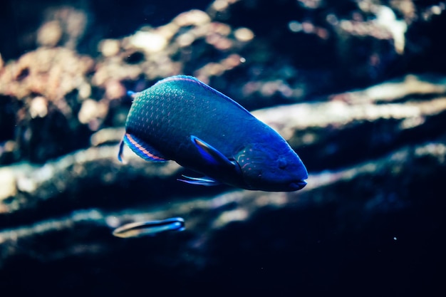 Foto nahaufnahme von fischen, die in einem aquarium schwimmen