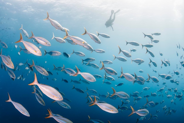 Nahaufnahme von Fischen, die unter Wasser schwimmen