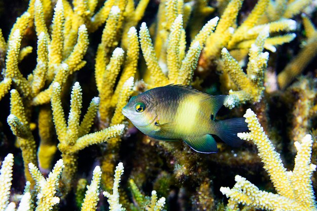 Foto nahaufnahme von fischen im meer