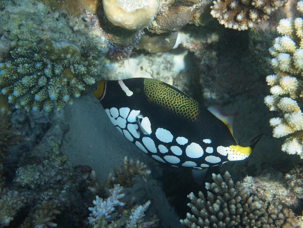 Foto nahaufnahme von fischen im meer