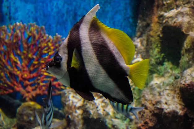 Foto nahaufnahme von fischen unter wasser