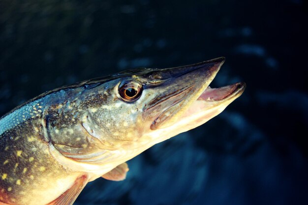 Nahaufnahme von Fischen unter Wasser