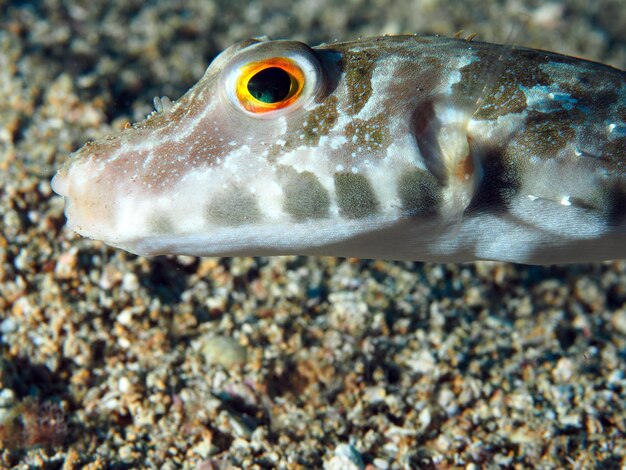 Foto nahaufnahme von fischen unter wasser