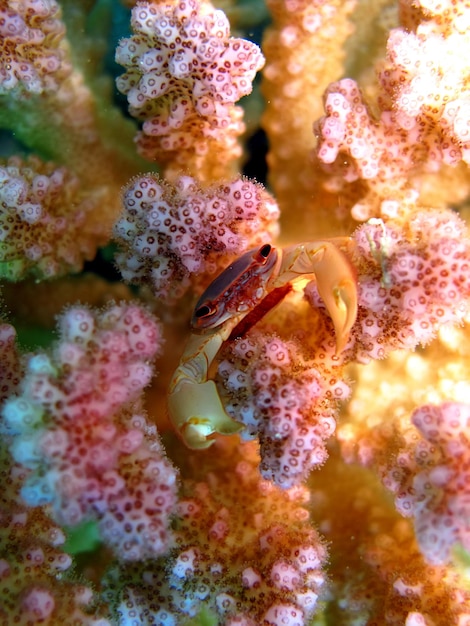 Nahaufnahme von Fischen unter Wasser