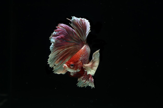 Nahaufnahme von Fischen vor schwarzem Hintergrund