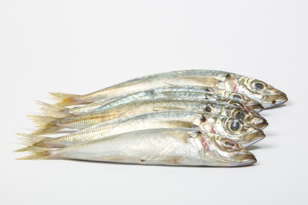 Nahaufnahme von Fischen vor weißem Hintergrund