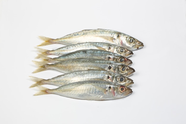 Nahaufnahme von Fischen vor weißem Hintergrund