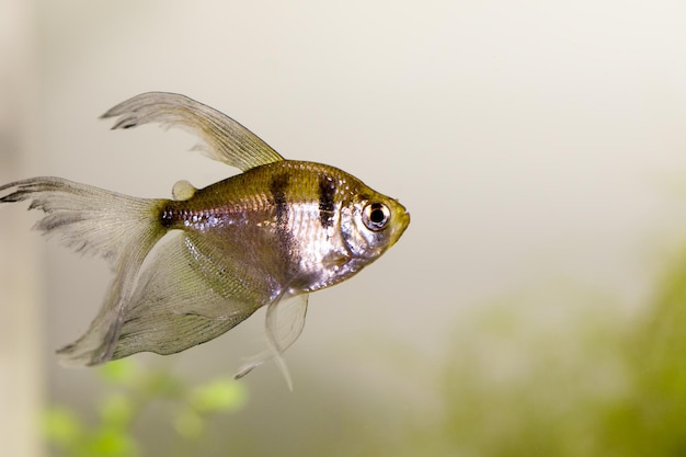 Foto nahaufnahme von fischen