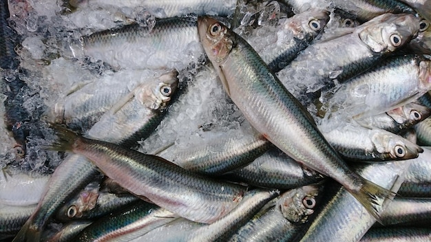 Nahaufnahme von Fischen