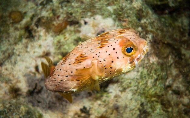 Foto nahaufnahme von fischen