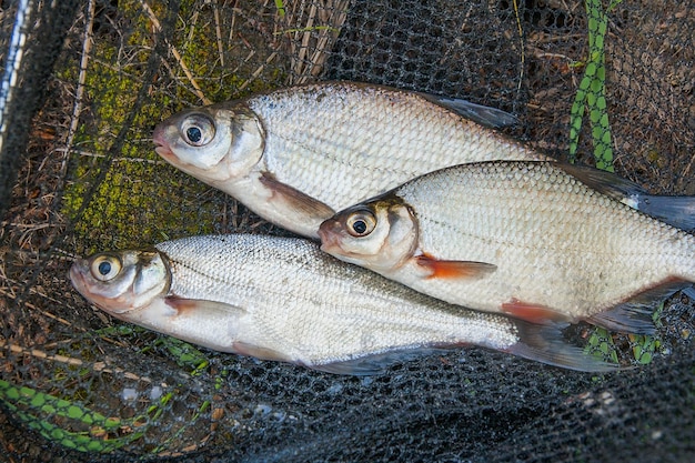 Foto nahaufnahme von fischen