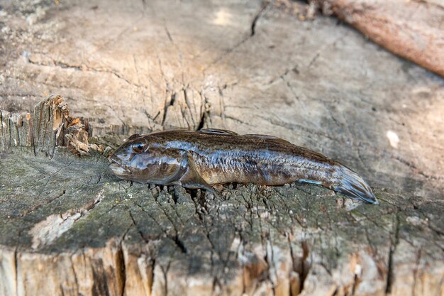 Foto nahaufnahme von fischen