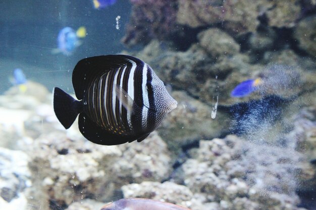 Foto nahaufnahme von fischen