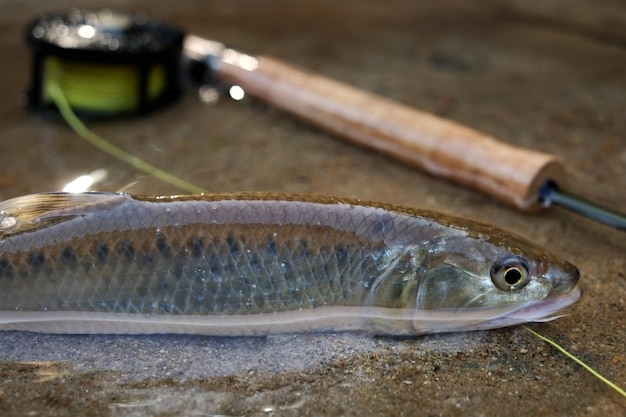 Foto nahaufnahme von fischen