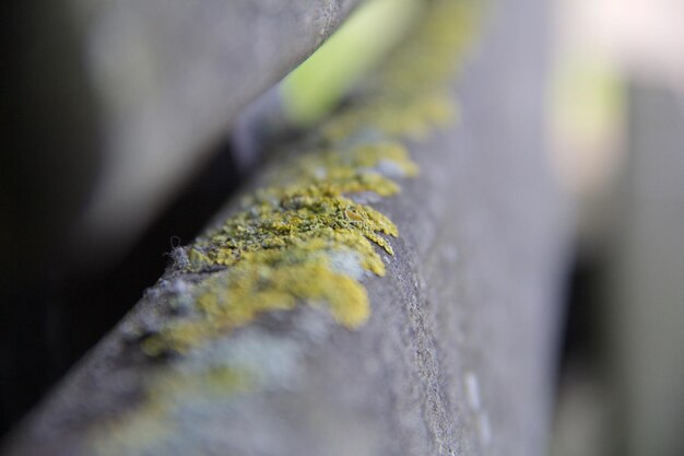 Foto nahaufnahme von flechten auf beton