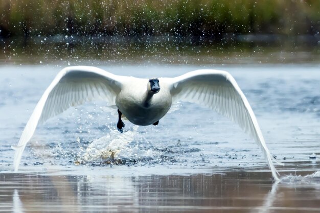 Foto nahaufnahme von fliegendem schwanwasser