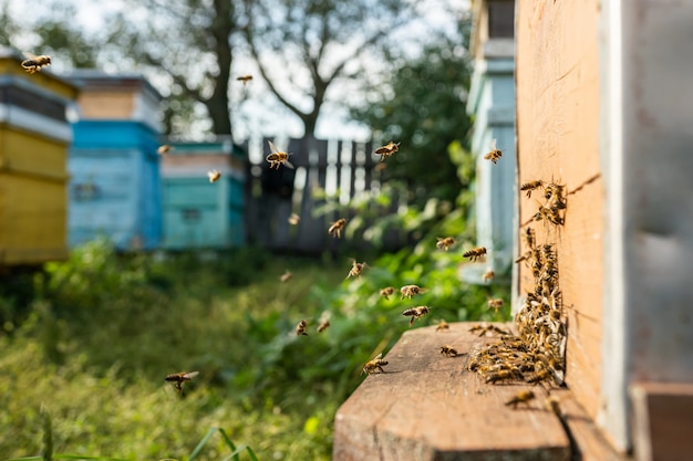 Nahaufnahme von fliegenden Honigbienen in Bienenstock Bienenhaus Arbeitsbienen sammeln gelben Pollen