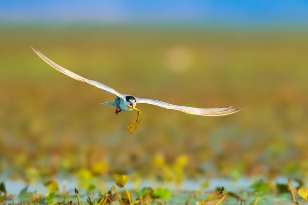 Foto nahaufnahme von fliegenden insekten