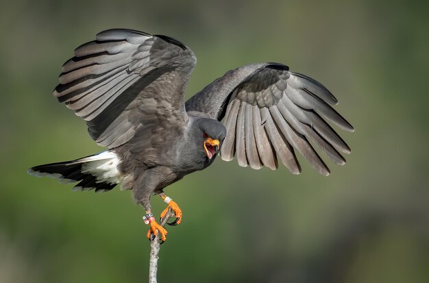 Foto nahaufnahme von fliegenden vögeln