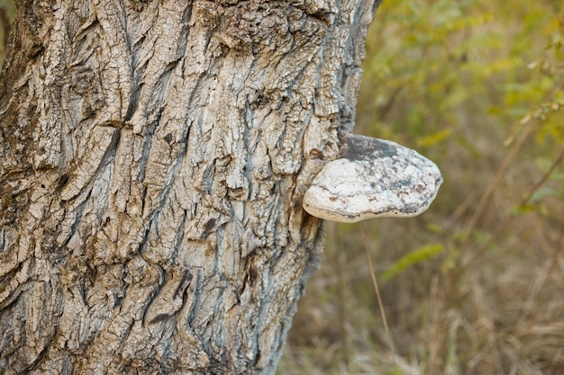 Nahaufnahme von fomes fomentarius Pilzen auf der Rinde eines alten Baumes