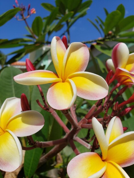 Foto nahaufnahme von frangipani auf der pflanze