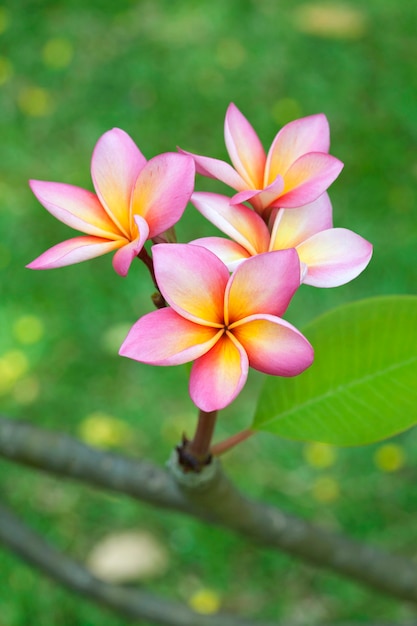 Nahaufnahme von Frangipani-Blumen