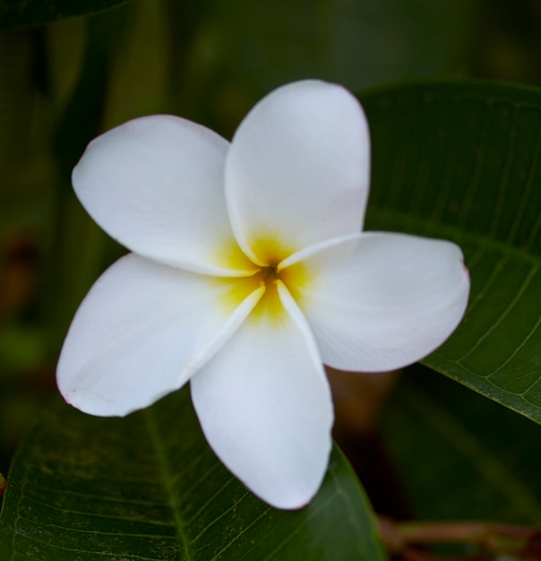 Nahaufnahme von Frangipani, der draußen blüht