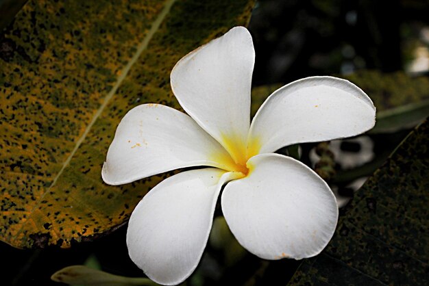 Foto nahaufnahme von frangipani, die im freien blüht