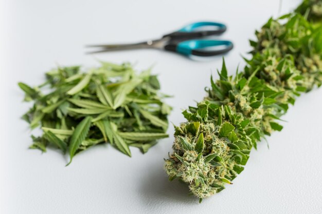 Nahaufnahme von frisch geerntetem medizinischem Marihuana, Cannabis mit abgeschnittenen Blättern