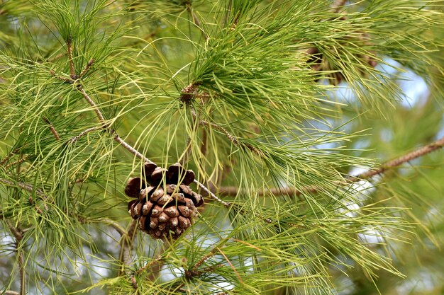 Nahaufnahme von frischem Gemüse auf der Pflanze