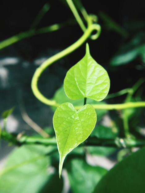 Nahaufnahme von frischem grünem Blatt