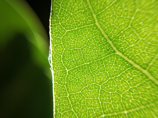 Foto nahaufnahme von frischem grünem blatt.